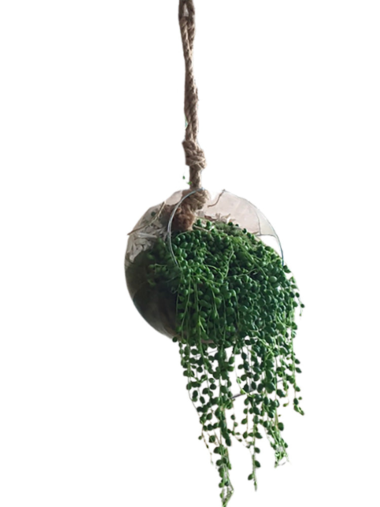 Succulente retombant en suspension terrarium