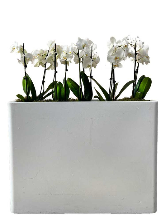 Bac haut rectangulaire avec orchidées