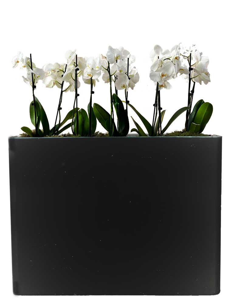 Bac haut rectangulaire avec orchidées