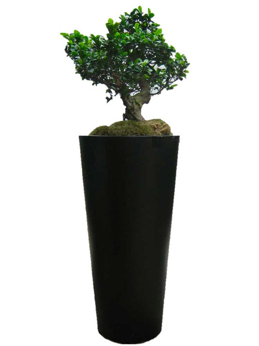 Bonsaï ficus en bac haut