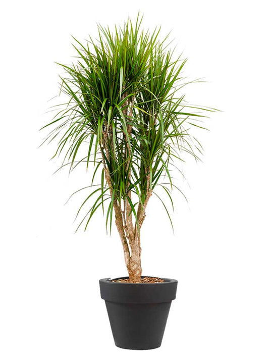 Dracaena marginata multi cannes