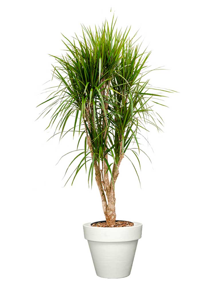 Dracaena marginata multi cannes