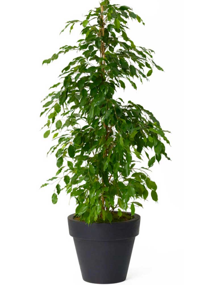 Ficus benjamina touffe