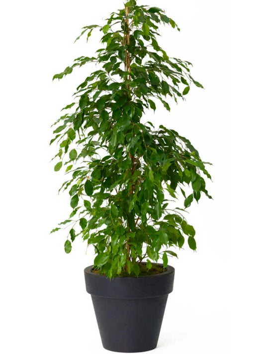 Ficus benjamina touffe
