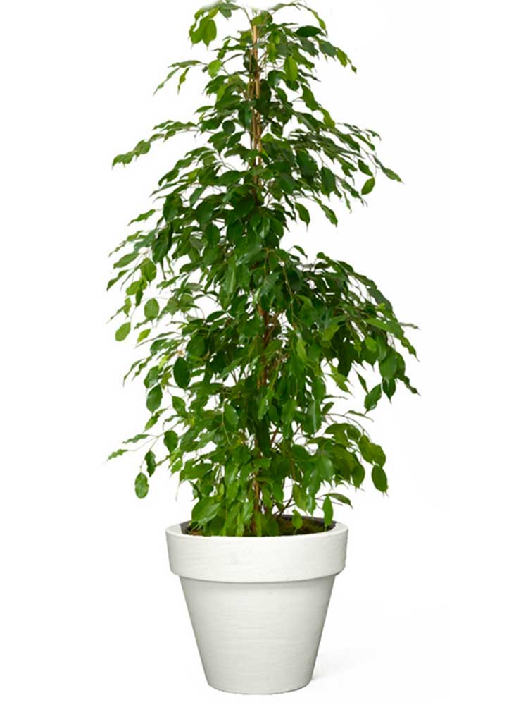 Ficus benjamina touffe