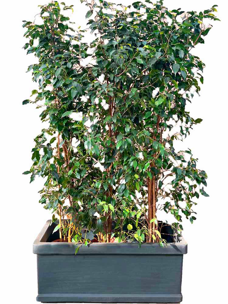 Haie de ficus