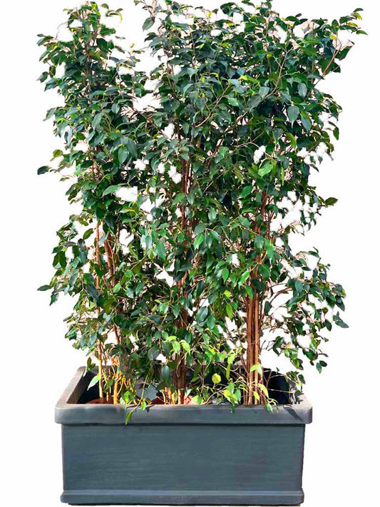 Haie de ficus