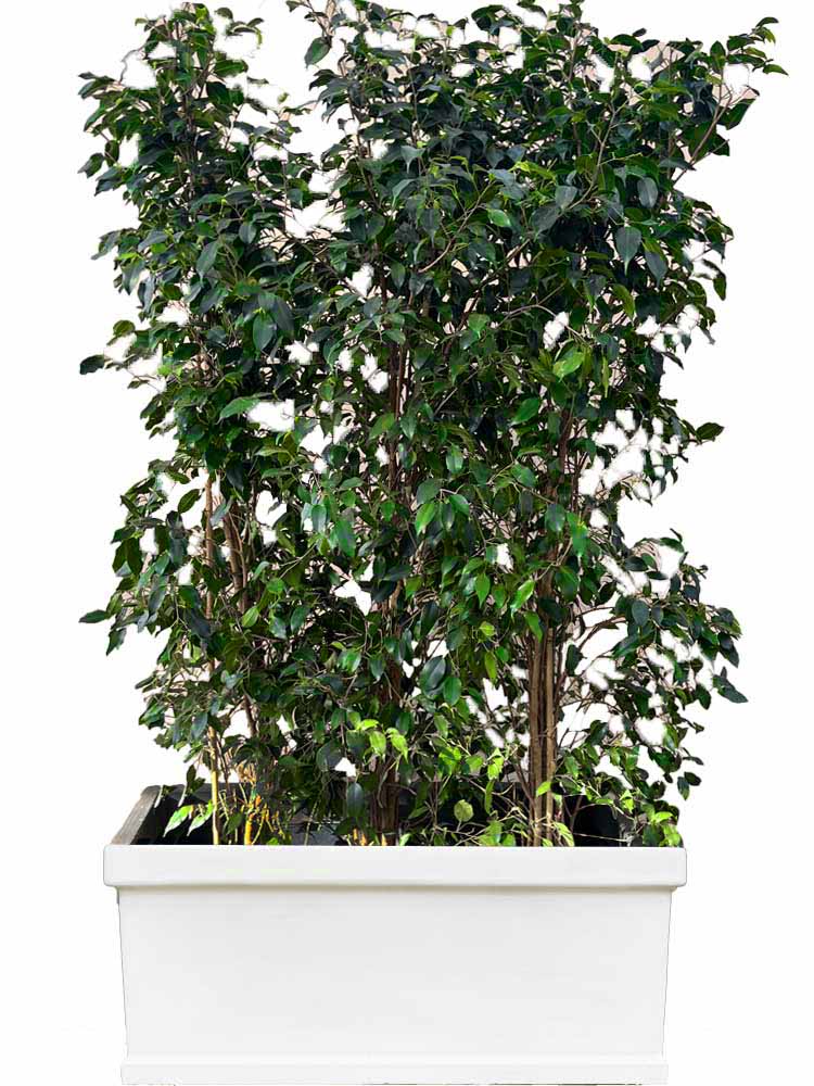 Haie de ficus