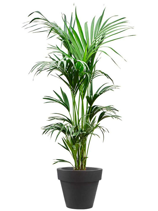 Kentia touffe