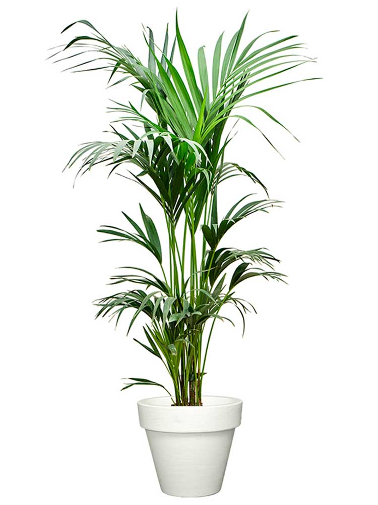 Kentia touffe