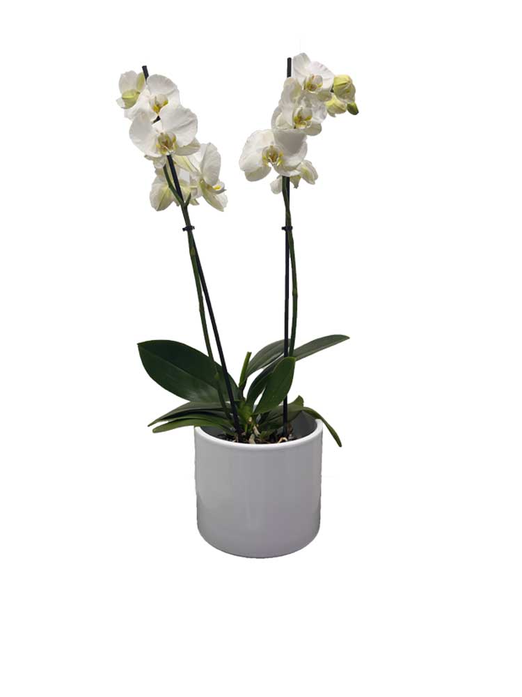 Orchidée en cache pot céramique
