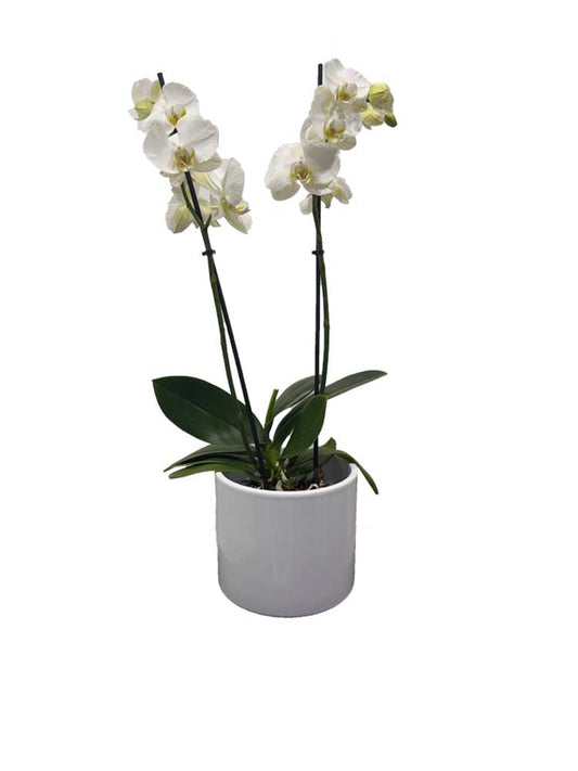 Orchidée en cache pot céramique