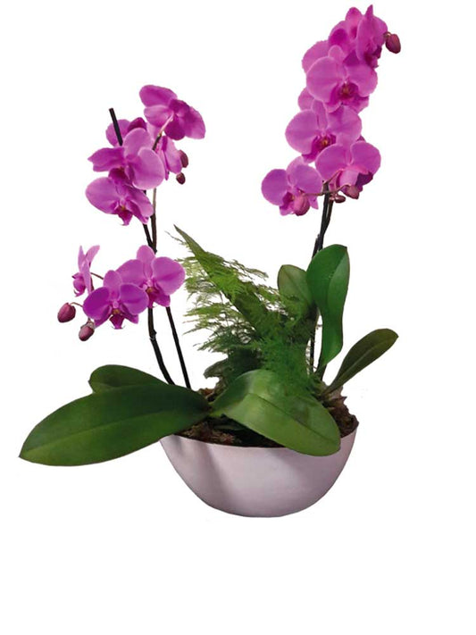 Coupe composée avec orchidée