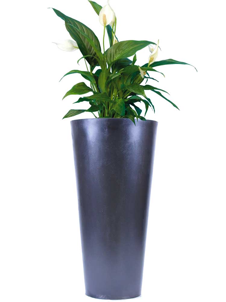 Spathiphyllum en bac haut