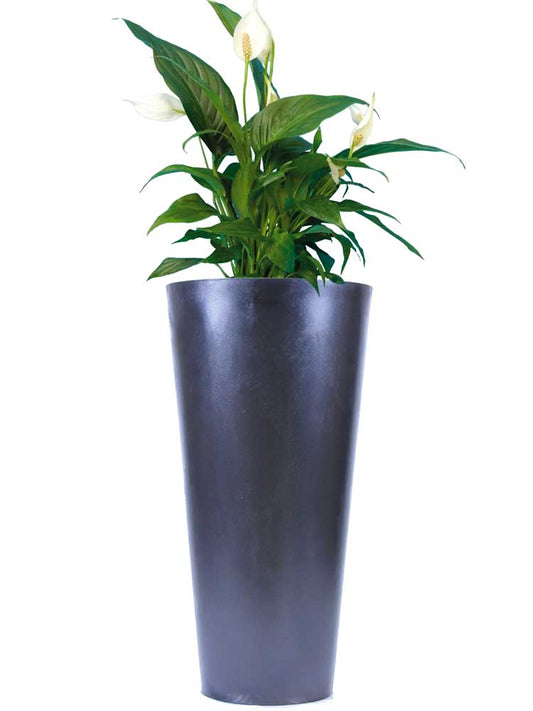 Spathiphyllum en bac haut