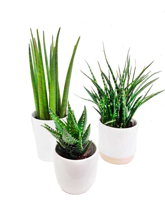 Trio de succulente en cache pot céramique